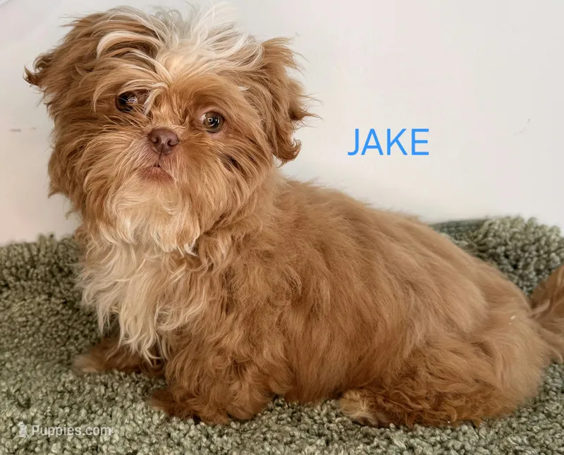 Jake