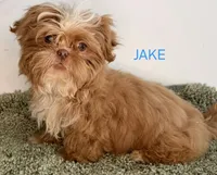 Jake, a male Shih Tzu for sale in Sauquoit, NY – Photo 1 of 5