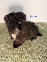 Jenny, a female Shih Tzu for sale in Sauquoit, NY – Photo 3 of 5