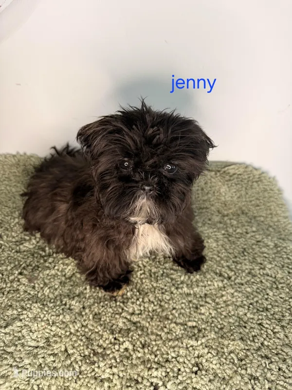 Jenny