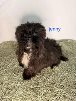 Jenny, a female Shih Tzu for sale in Sauquoit, NY – Photo 5 of 5