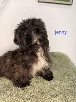 Jenny, a female Shih Tzu for sale in Sauquoit, NY – Photo 2 of 5