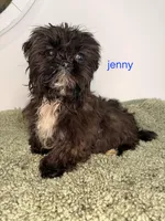 Jenny, a female Shih Tzu for sale in Sauquoit, NY – Photo 4 of 5