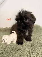 Dell, a male Shih Tzu for sale in Sauquoit, NY – Photo 2 of 5