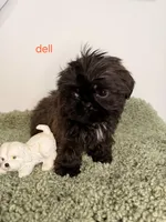 Dell, a male Shih Tzu for sale in Sauquoit, NY – Photo 4 of 5