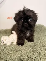Dell, a male Shih Tzu for sale in Sauquoit, NY – Photo 1 of 5