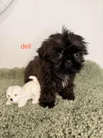 Dell, a male Shih Tzu for sale in Sauquoit, NY – Photo 3 of 5
