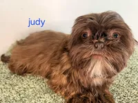 Judy, a female Shih Tzu for sale in Sauquoit, NY – Photo 2 of 4