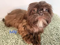 Judy, a female Shih Tzu for sale in Sauquoit, NY – Photo 4 of 4