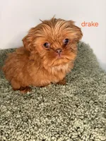 Drake, a male Shih Tzu for sale in Sauquoit, NY – Photo 1 of 5