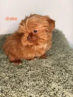 Drake, a male Shih Tzu for sale in Sauquoit, NY – Photo 2 of 5