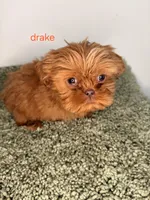 Drake, a male Shih Tzu for sale in Sauquoit, NY – Photo 4 of 5