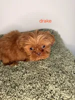 Drake, a male Shih Tzu for sale in Sauquoit, NY – Photo 5 of 5