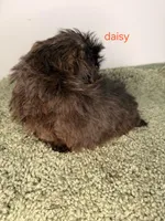 Daisy, a male Shih Tzu for sale in Sauquoit, NY – Photo 4 of 5