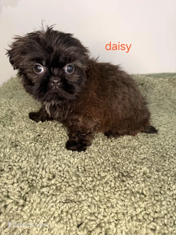 Daisy