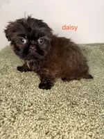 Daisy, a male Shih Tzu for sale in Sauquoit, NY – Photo 1 of 5