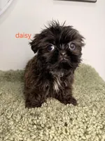 Daisy, a male Shih Tzu for sale in Sauquoit, NY – Photo 2 of 5