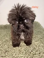 Daisy, a male Shih Tzu for sale in Sauquoit, NY – Photo 5 of 5