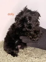 Dolly, a male Shih Tzu for sale in Sauquoit, NY – Photo 3 of 4
