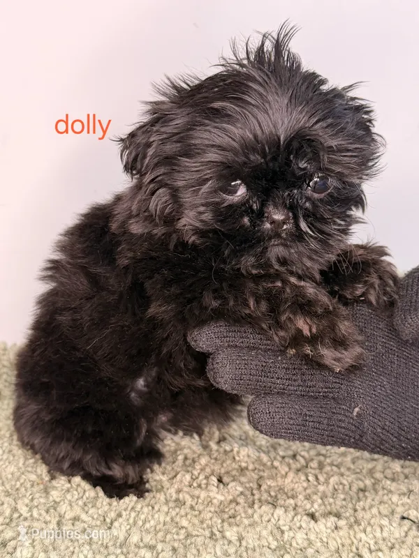 Dolly