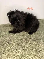 Dolly, a male Shih Tzu for sale in Sauquoit, NY – Photo 2 of 4