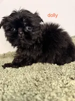 Dolly, a male Shih Tzu for sale in Sauquoit, NY – Photo 4 of 4