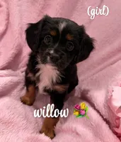 Willow, a male Aussalier for sale in Blaine, TN – 4 of 4
