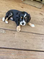 Murphy, a male Aussalier for sale in Blaine, TN – 3 of 3