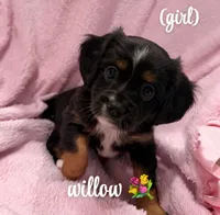 Willow, a male Aussalier for sale in Blaine, TN – 1 of 4