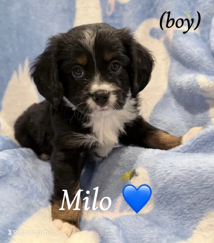 Milo – Aussalier puppy for sale in Blaine, TN