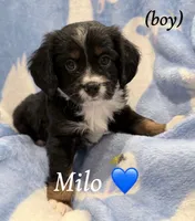 Milo, a male Aussalier for sale in Blaine, TN – 1 of 3