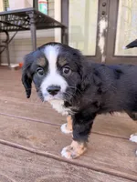 Roscoe, a male Aussalier for sale in Knoxville, TN – Photo 4 of 6