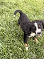 Roscoe, a male Aussalier for sale in Knoxville, TN – Photo 1 of 6