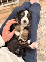 Roscoe, a male Aussalier for sale in Knoxville, TN – Photo 5 of 6