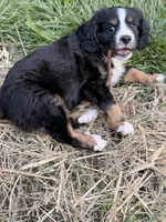 Roscoe, a male Aussalier for sale in Knoxville, TN – Photo 2 of 6