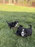 Roscoe, a male Aussalier for sale in Knoxville, TN – Photo 3 of 6