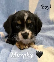 Murphy, a male Aussalier for sale in Blaine, TN – 2 of 3