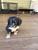 Louie, a male Aussalier for sale in Blaine, TN – 3 of 3