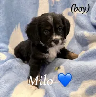 Milo, a male Aussalier for sale in Blaine, TN – 2 of 3