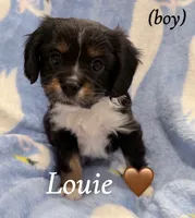 Louie, a male Aussalier for sale in Blaine, TN – 2 of 3