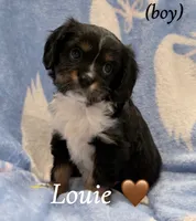 Louie, a male Aussalier for sale in Blaine, TN – 1 of 3