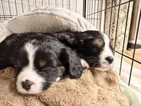 Peewee, a male Aussalier for sale in Knoxville, TN – Photo 2 of 6