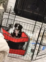 Peewee, a male Aussalier for sale in Knoxville, TN – Photo 3 of 6