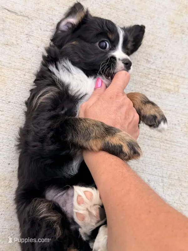 Peewee – Aussalier puppy for sale in Knoxville, TN