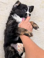 Peewee, a male Aussalier for sale in Knoxville, TN – Photo 1 of 6