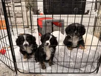 Peewee, a male Aussalier for sale in Knoxville, TN – Photo 5 of 6