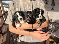 Peewee, a male Aussalier for sale in Knoxville, TN – Photo 4 of 6