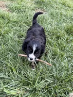 Peewee, a male Aussalier for sale in Knoxville, TN – Photo 6 of 6