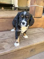 Milo, a male Aussalier for sale in Blaine, TN – 3 of 3