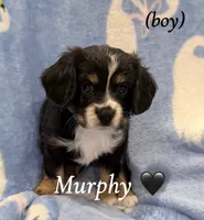 Murphy, a male Aussalier for sale in Blaine, TN – 1 of 3